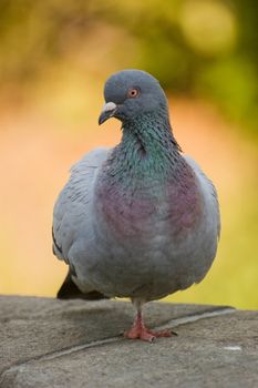 Feral rock pigeon resting on a stone wall