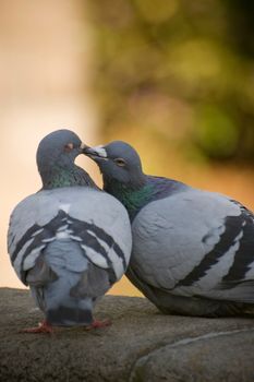 Two rock pigeons, one grooming the other, kissing pose