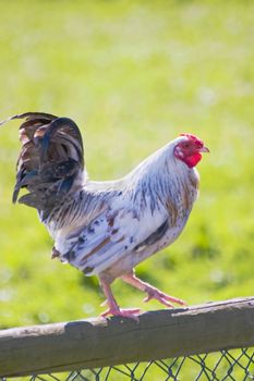 White rooster with black tail standing on top of a fence