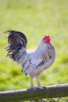 White rooster with black tail standing on top of a fence