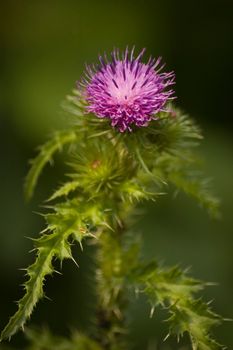 Purple thistle flower closeup with dark green shadow in the background