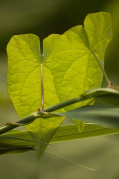 Two isolated green leaves in a shadowy forest