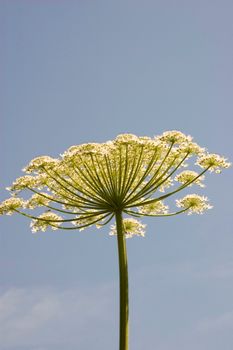 White branched flowers on a long stalk isolated on blue sky