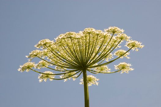 White branched flowers on a long stalk isolated on blue sky