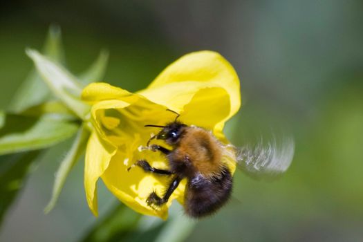 Bumblebee picking nectar from yellow weed flowers