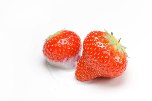 Red strawberries isolated on white dipped in yoghurt