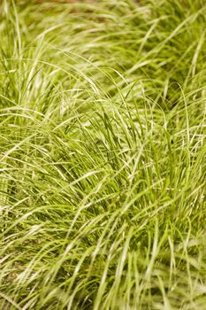 Green grass field in summer, organic pattern