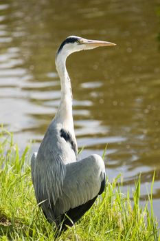 Grey heron at the edge of a canal