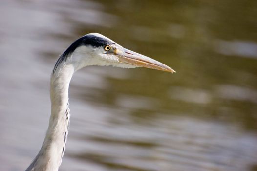 Grey heron at the edge of a canal