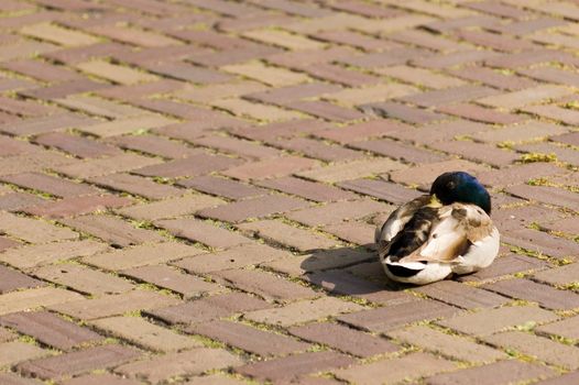 Male mallard duck sleeping on a street