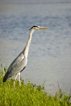 Grey heron at the edge of a canal