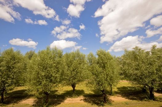 Row of willow trees in a Dutch park