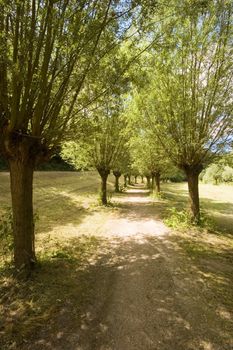 Row of willow trees in a Dutch park