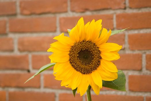 Single sunflower with red brick wall background