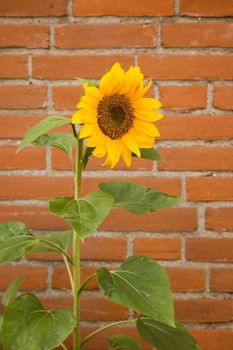 Single sunflower with red brick wall background