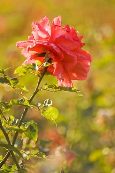 Wild pink rose in warm light with shallow depth of field