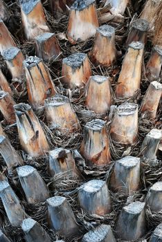 Old Dry Palm Tree Trunk Texture Closeup