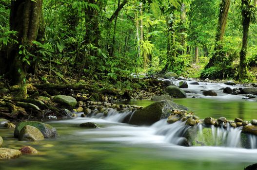 Mountain stream in a tropical rain forest.