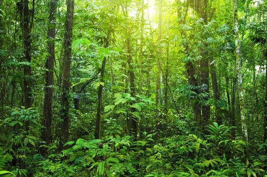 Tropical dense forest with morning sunlight shine on to it.