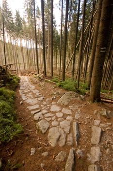 Pathway through a forest in Polish Tatra