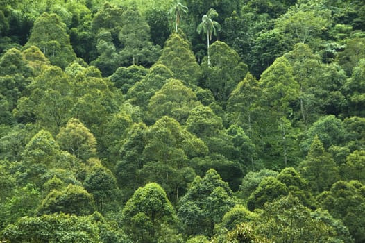 Tropical rainforest view in Malaysia.