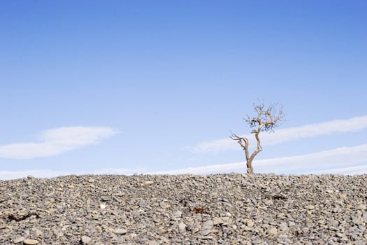 A dead tree at Haumoana beach, Hawke's Bay, New Zealand