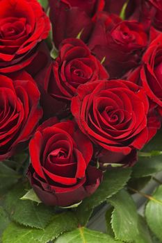 red roses