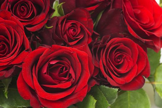 red roses