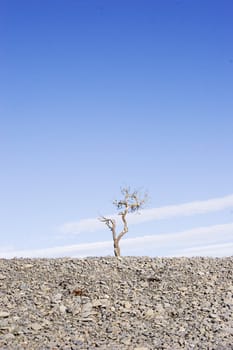 A dead tree at Haumoana Beach, Hawke's Bay, New Zealand