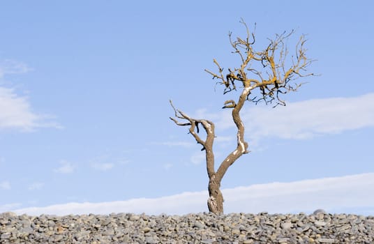 A dead tree on Haumoana Beach, Hawke's Bay, New Zealand