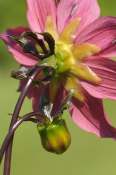 Pink and yellow Clematis flowers and buds