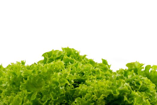 Photo of green lettuce with white background