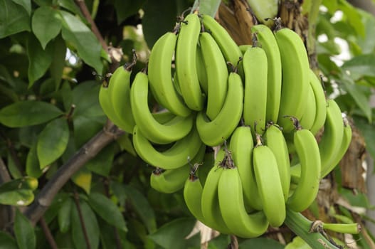 Bunch of green bananas hanging from the tree