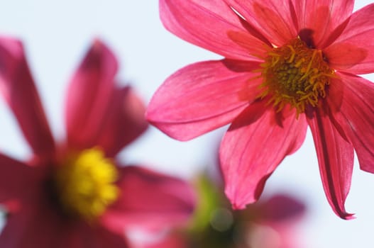 Pink and yellow Clematis flowers and buds with sky