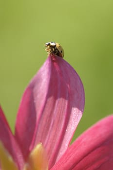 Yellow ladybug walking on pink petal in Spring