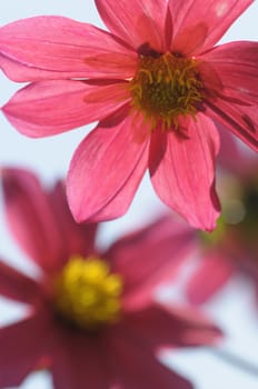 Pink and yellow Clematis flowers and buds with sky