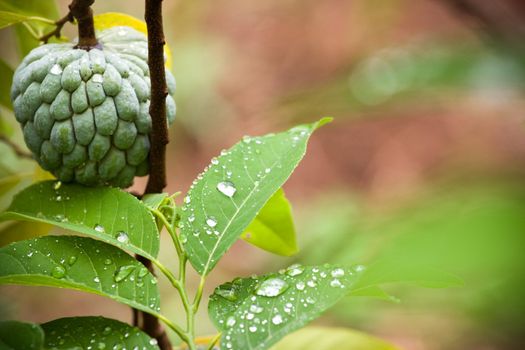 fresh custard apple on the branch