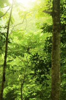 Tropical green forest with ray of light.