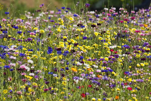 Summer field with wild flowers