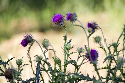 blooming thistle