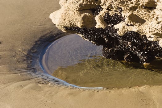 Mussells cling to the underside of a rock on Golden Bay Beach, Nelson, New Zealand