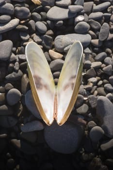 An opened mussell sheel on the beach with clipping path included for easy isolation