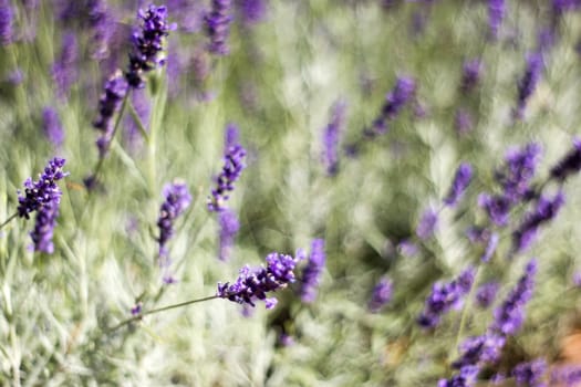 lavender flowers