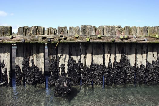 Wooden posts stick out of the black sand at Patea, Taranaki, New Zealand