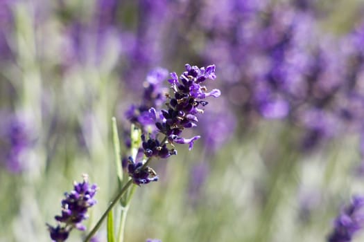 lavender flowers