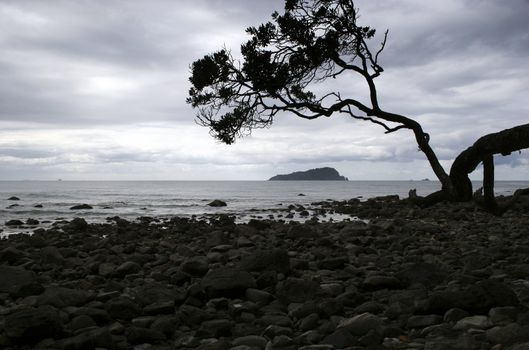 A Pohutukawa tree frames an island off Pauanui Beach, Coromandel Peninsula, New Zealand