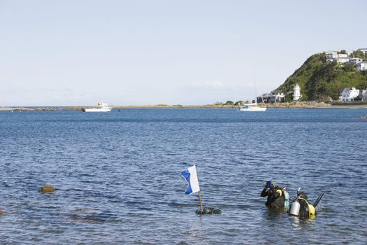 Scuba Diving at Island Bay, Wellington, New Zealand