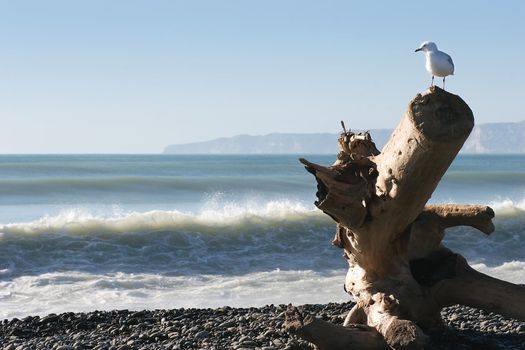 A seagull looks over his domain from a washed up log on Haumoana Beach, Hawke's Bay, New Zealand