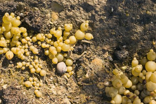 Seaweed growing in mud and shell on the edge of a tidal pool