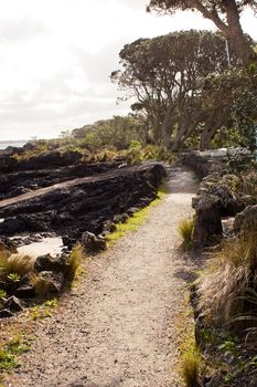 A shell path winds around the edge of Rangitoto Island in the Hauraki Gulf of New Zealand. Prisoners from Mount Eden Prison in Auckland built the roads and paths on Rangitoto Island.